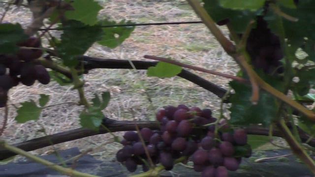 Виноградари Беларуси. В гостях у Ирины Жиганюк . а/г Вересница , Житковичский район . смотреть онлайн