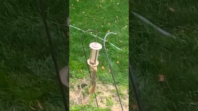 Mission impossible: rise of the squirrels смотреть онлайн