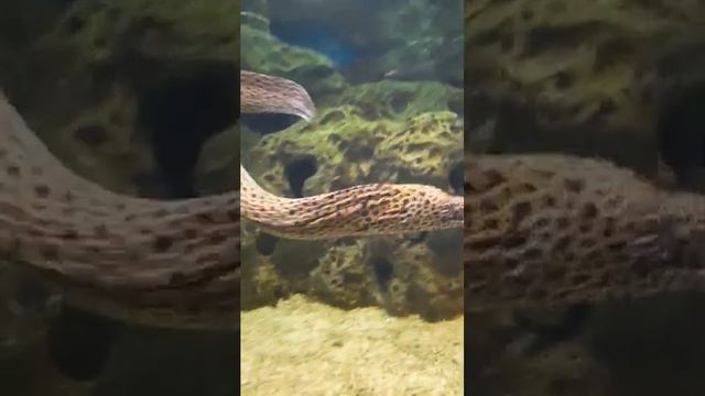 океанариум Сочи #Сочи #Сочиокеанариум смотреть онлайн