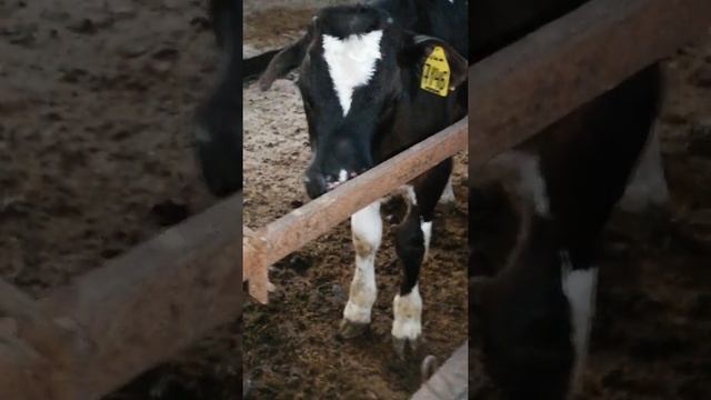 Бык с 4 ноздрями смотреть онлайн