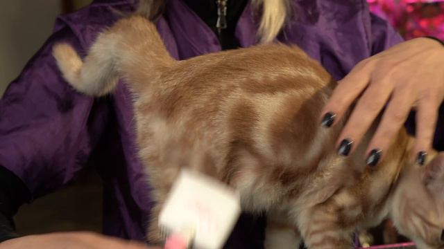 Карбоновая щетка для короткошерстных кошек смотреть онлайн