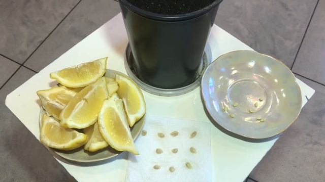 КАК ВЫРАСТИТЬ ЛИМОН ИЗ КОСТОЧКИ В ДОМАШНИХ УСЛОВИЯХ смотреть онлайн