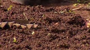 Когда садить редьку