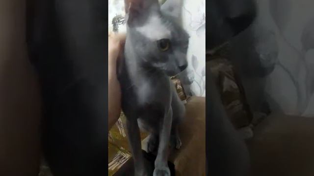 I'm a good cat, pet me/ Я хороший котик, погладь меня #cats #animals #sphynx смотреть онлайн