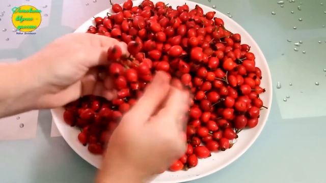 Сушим ШИПОВНИК/#recipes/#irinashparko смотреть онлайн