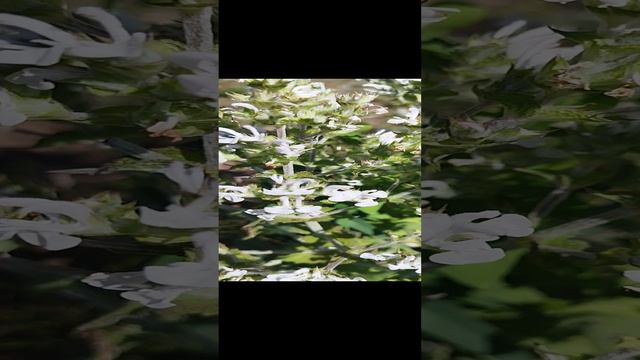 что за цветок?