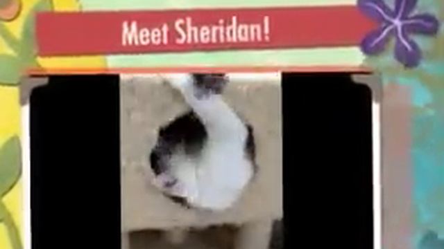 Meet Sheridan a Domestic Shorthair currently available for adoption at Petango.com! 2/11/2015 8:00: смотреть онлайн