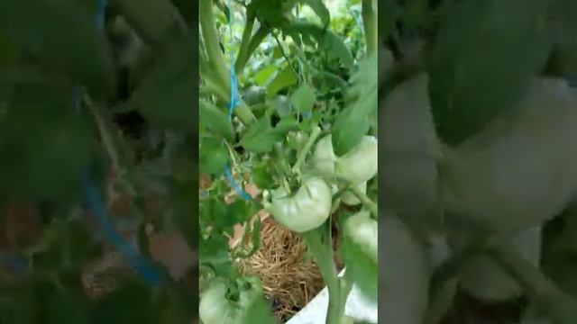 Томат Шедевр смотреть онлайн