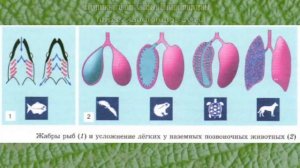 Биология 10 кл Проф уровень §34 Дыхание организмов