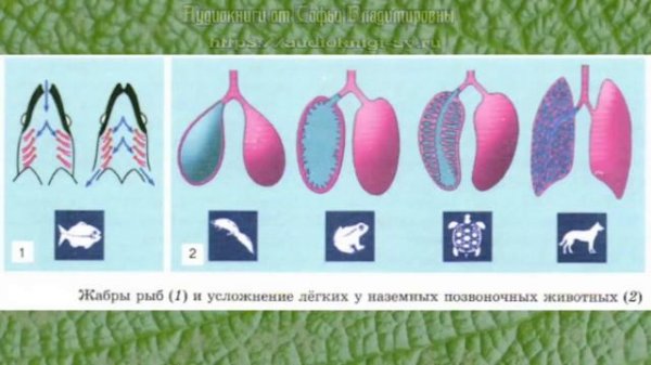 Биология 10 кл Проф уровень §34 Дыхание организмов