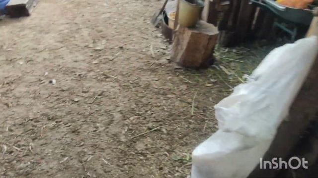 СДОХ ПОРОСЕНОК ЧТО С НИМ?Я ООЧЕНЬ УМНАЯ??️