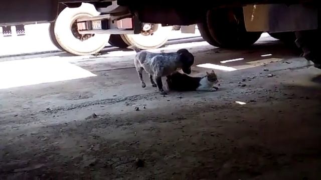 Теперь известно как появился котопёс))) смотреть онлайн