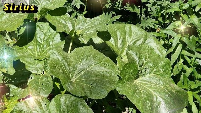 1 ноября Иванов день: что категорически нельзя делать смотреть онлайн