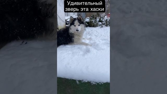 Какой характер собаки Хаски #shorts #собака #хаски смотреть онлайн