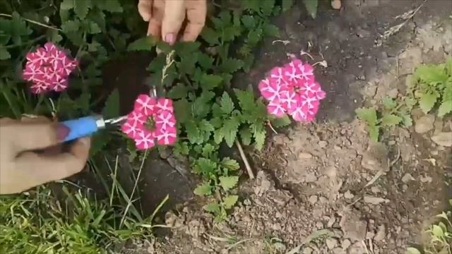 ВЫ ЗНАЕТЕ СЕКРЕТ ВЕРБЕНЫ? смотреть онлайн