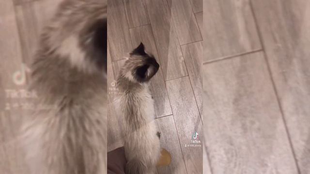 Смешной Наш Кот Лучян смотреть онлайн