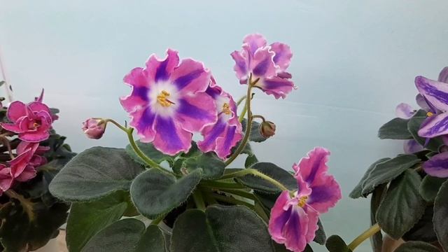 Летнее цветение фиалок в ноябре! смотреть онлайн