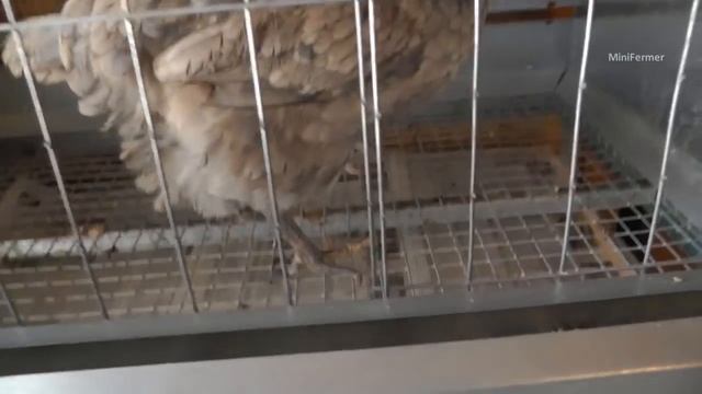 Грязные куриные яйца - причины. смотреть онлайн