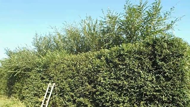 ЖИВАЯ ИЗГОРОДЬ / Стрижка. смотреть онлайн