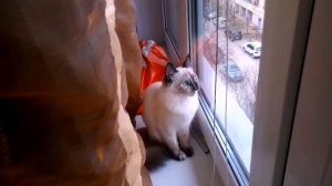 Кошка разговаривает с птицами на их языке