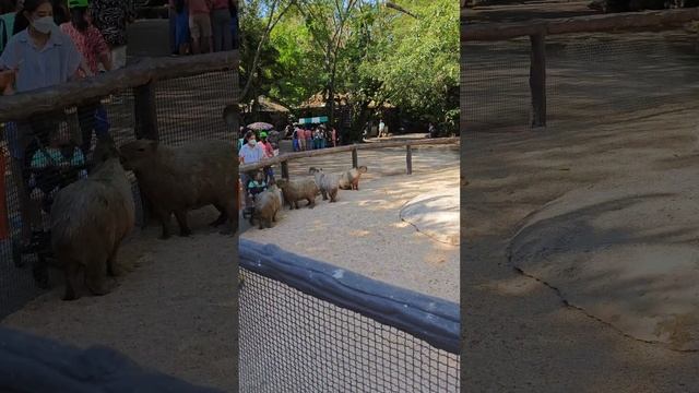 капибары в ожидании кормления в сафари парке Бангкока смотреть онлайн