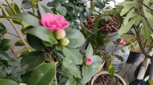 ОБЗОР САДА Моя японская КАМЕЛИЯ ЦВЕТЕТ В ГРУНТЕ | ЧЕМ ОПАСЕН СНЕГ в саду НА ЮГЕ | Красивый сад зимой