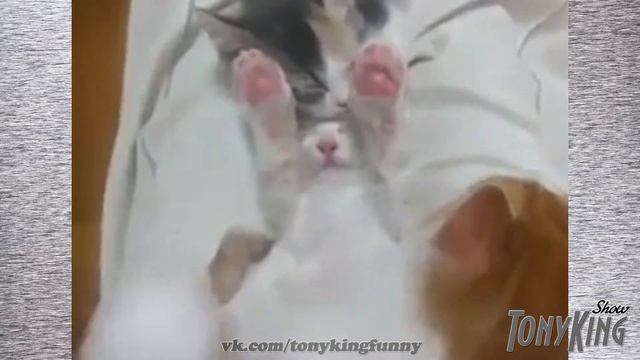 Котята спят смотреть онлайн