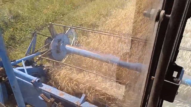 Первый выезд! Молотим пшеницу! Уборка 2021. смотреть онлайн
