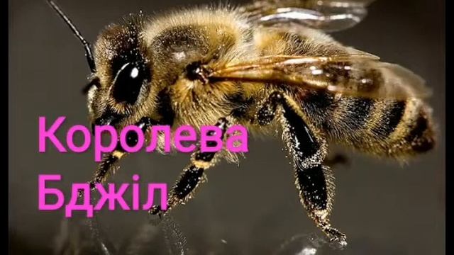 Брати Ґрімм - КОРОЛЕВА БДЖІЛ | казки | казки для дітей | казки на ніч | казки українською мовою смотреть онлайн