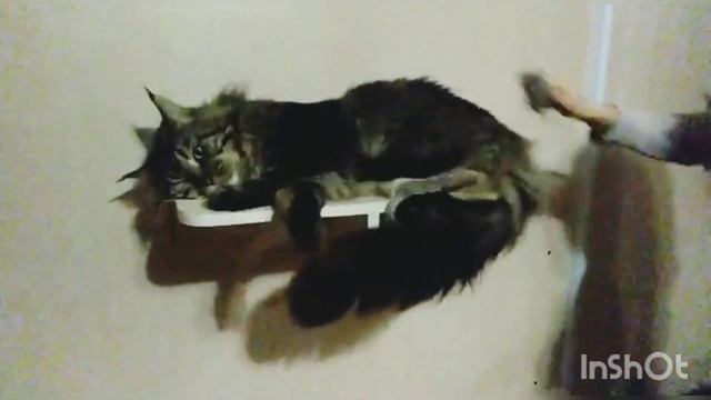 ТрудоВыебудни шикарного кота! Вечерние кайфушечки от Морды - вычесывание мейн-куна. смотреть онлайн