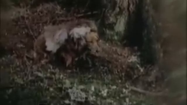 Caperucita Roja - Sketch de Monty Python смотреть онлайн