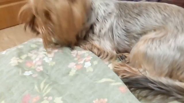 Экшн камера Atrix Proaction W9 Full HD | Обзор детских вещей | 29.06.17.