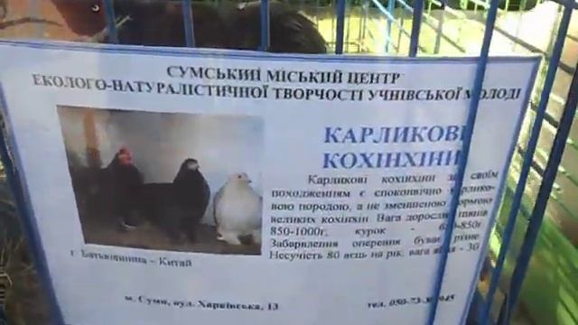 Вывставка г. Конотоп 23.05. 2015 - порода кур Карликовый кохинхин смотреть онлайн