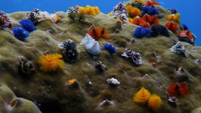 Ricoh WG-6: видеосъемка подводного ландшафта смотреть онлайн