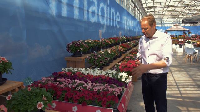 CAPELLA™ Petunia Hybrida - Koos Van Der Klugt From Imperial Plants Describes Our CAPELLA™ Series.