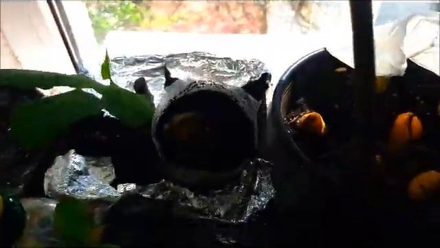 Инжир,Пасифлора,Актинидия,Пепино смотреть онлайн