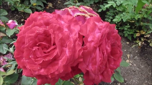 "Der schöne Rosengarten, im Großen Tiergarten in Berlin"- Wolfgang Schmökel смотреть онлайн