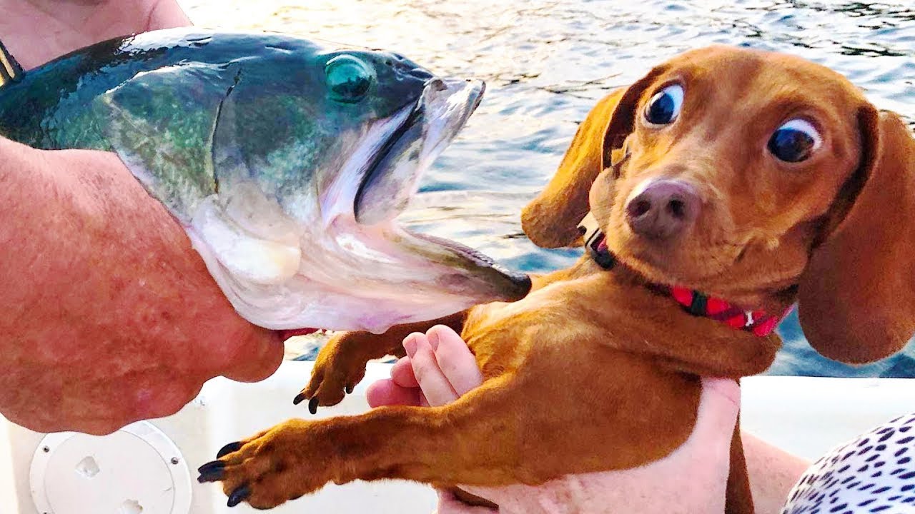 Лучшее видео с забавными животными 2022 года – новейшие видео о кошках? и собаках?!