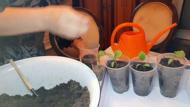 Пикировке перцев и баклажанов скажем " нет". Первый секрет хорошего урожая баклажанов. смотреть онлайн
