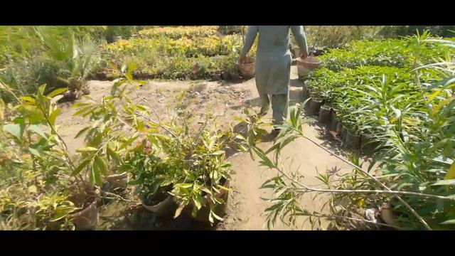 Plants Nursery Visit - Reyan Nursery 2 | Fruit Trees Available (City: Karachi) | Part II смотреть онлайн