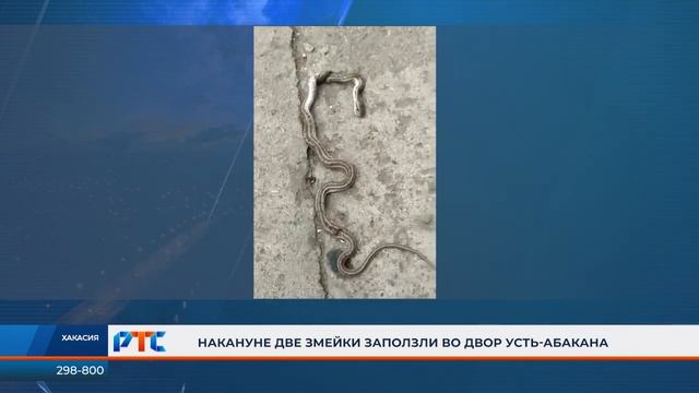 Как только тепло посетило Хакасию, местные жители стали встречать в городах республики змей. смотреть онлайн