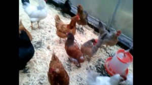 СУПЕРумный курятник в теплице!