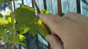 Виноград Бинго Бонго, Ямайка и Альбинос 🍇🍇🍇Формы Калугина В.М. Видео от Теплова Дмитрия!