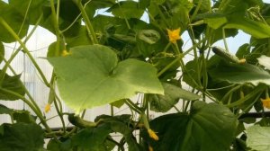 Уход за огурцами в теплице. Формирование. Подкормки огурцов. Борьба с вредителями: паутинный клещ.