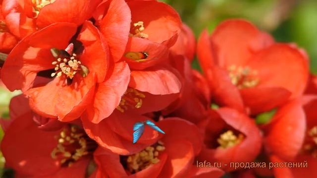 Айва красивая Николайн (chaenomeles superba nicoline) ? обзор: как сажать, саженцы айвы Николайн смотреть онлайн