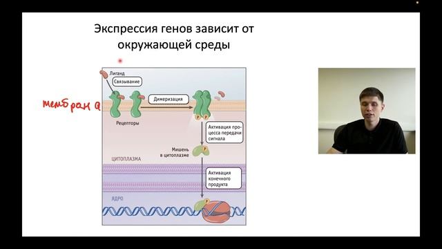 Как гены управляют нами | Занятие 3 | Летняя школа Топскул