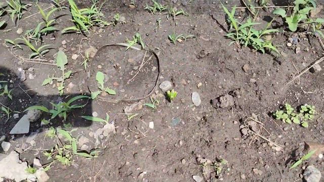 Маракуя северная ( Passiflora incarnata) в открытом грунте . смотреть онлайн