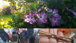 Сохранение клематисов ( в спящем виде) до посадки в грунт.