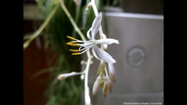 Chlorophytum Comosum 'variegated' Spider Plant In Buds And Flower