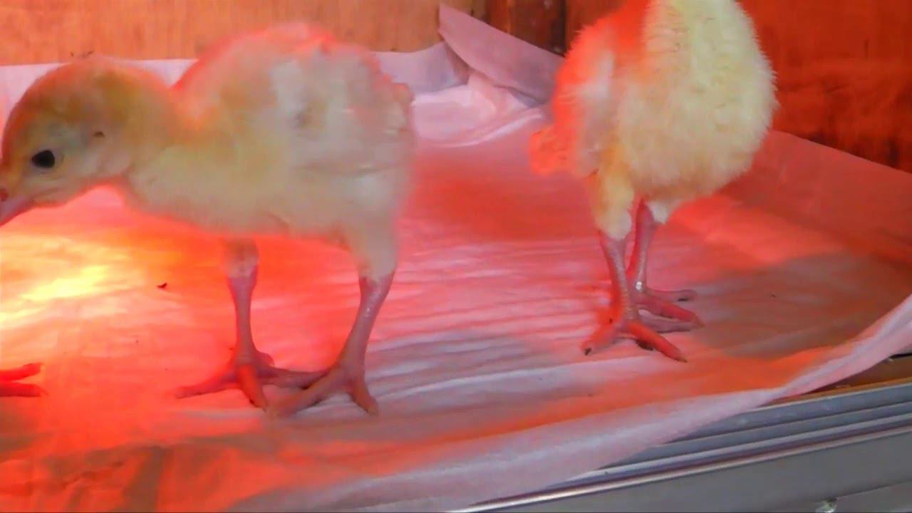 ПОКАЗАТЕЛИ РАДУЮТ взвешивание индюшат с 1 по 7 сутки смотреть онлайн